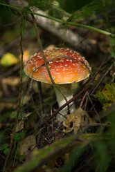 Similar image 21947817