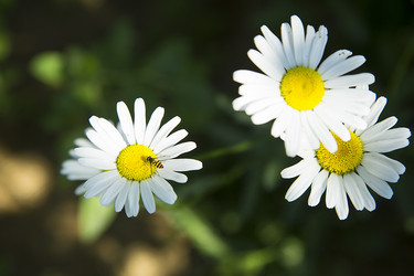 Similar image 21913460