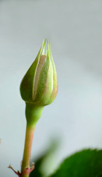 Similar image 21913728