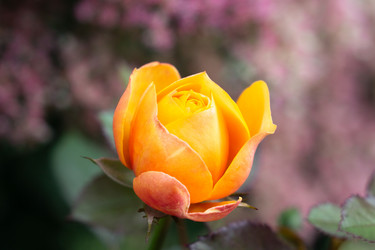 Similar image 21915447