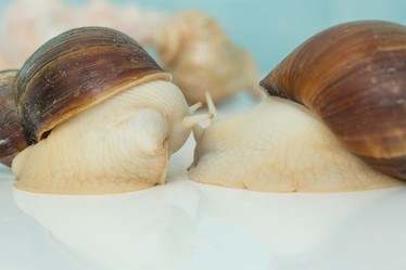 Similar image 21947639