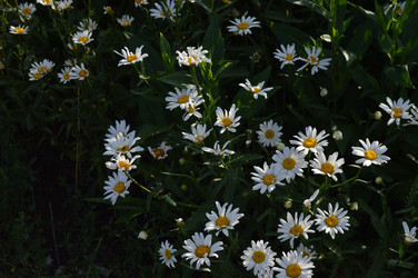 Similar image 21911609