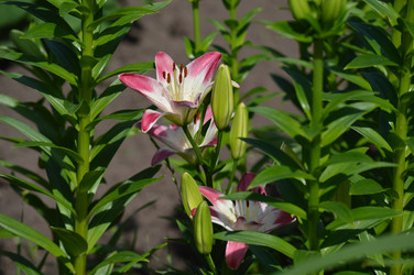 Similar image 21911612