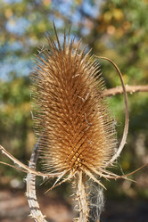 Similar image 21915837