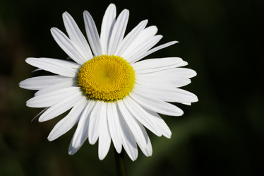 Similar image 21911922