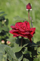 Similar image 21911923