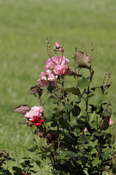 Similar image 21936618