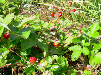 Similar image 21914361