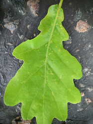 Similar image 21913554