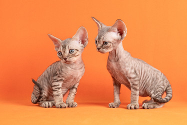 Similar image 21911784