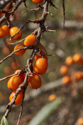 Similar image 21918230