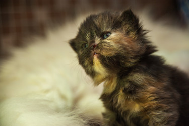 Similar image 21936723