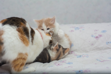 Similar image 21936746