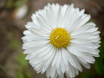 Similar image 21913301