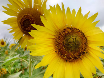 Similar image 21916133