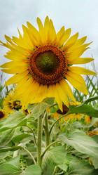 Similar image 21916137