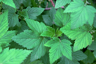 Similar image 21942396