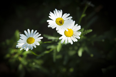 Similar image 21916432