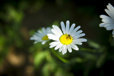 Similar image 21916434