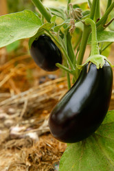 Similar image 21916466