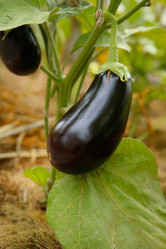 Similar image 21916468