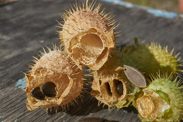 Similar image 21918260