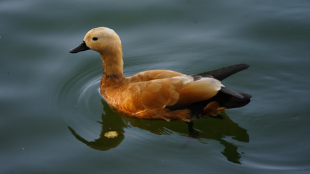 Similar image 21916541