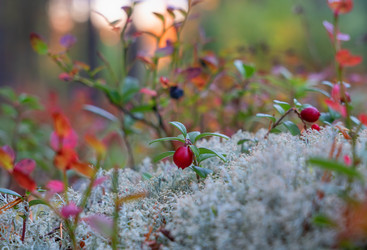 Similar image 21917502