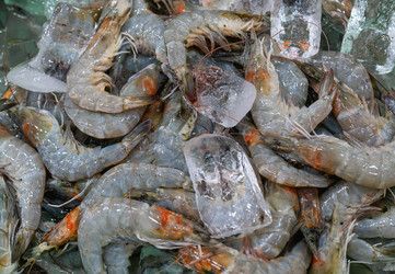 Similar image 21917506