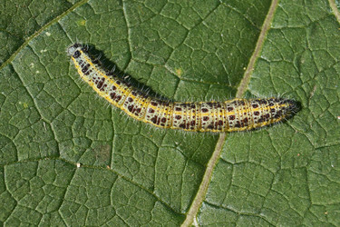 Similar image 21918275