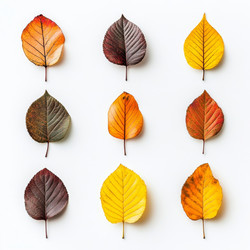 Similar image 21918293