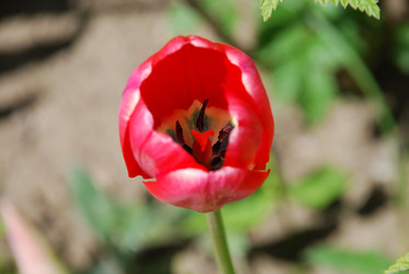 Similar image 21918446