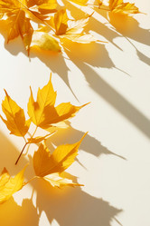 Similar image 21918454