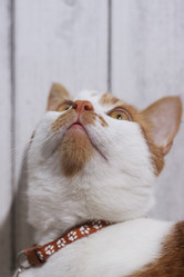 Similar image 21933899