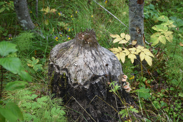 Similar image 21936978