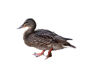 Similar image 21934923