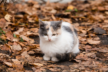 Similar image 21939332