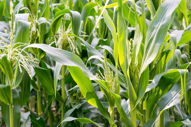 Similar image 21938784