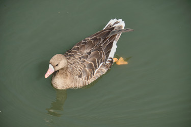 Similar image 21936669