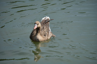 Similar image 21936672