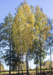 Similar image 21937229