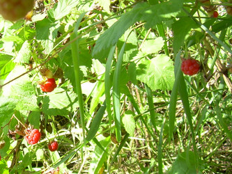 Similar image 21936894