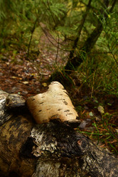 Similar image 21938229