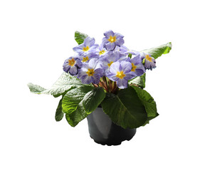 Similar image 21945702