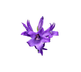 Similar image 21945705