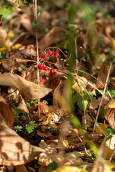 Similar image 21946558