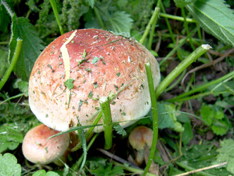 Similar image 21943901