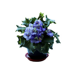 Similar image 21945749