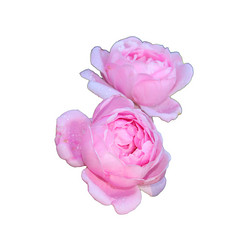 Similar image 21945753