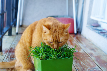 Similar image 21943730